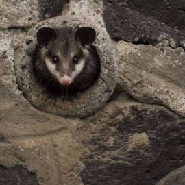 La Fauna Silvestre de la Ciudad de México